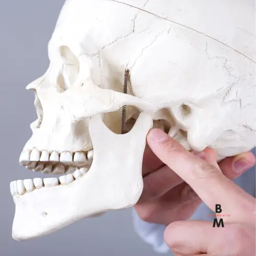 Qué es la articulación temporomandibular